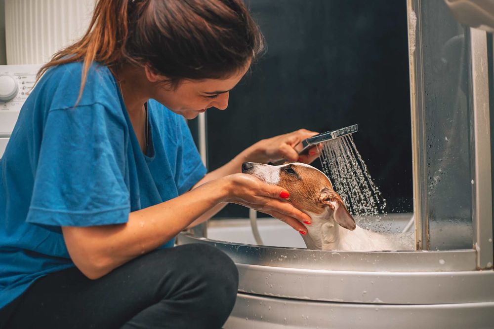 Dog getting a bath.