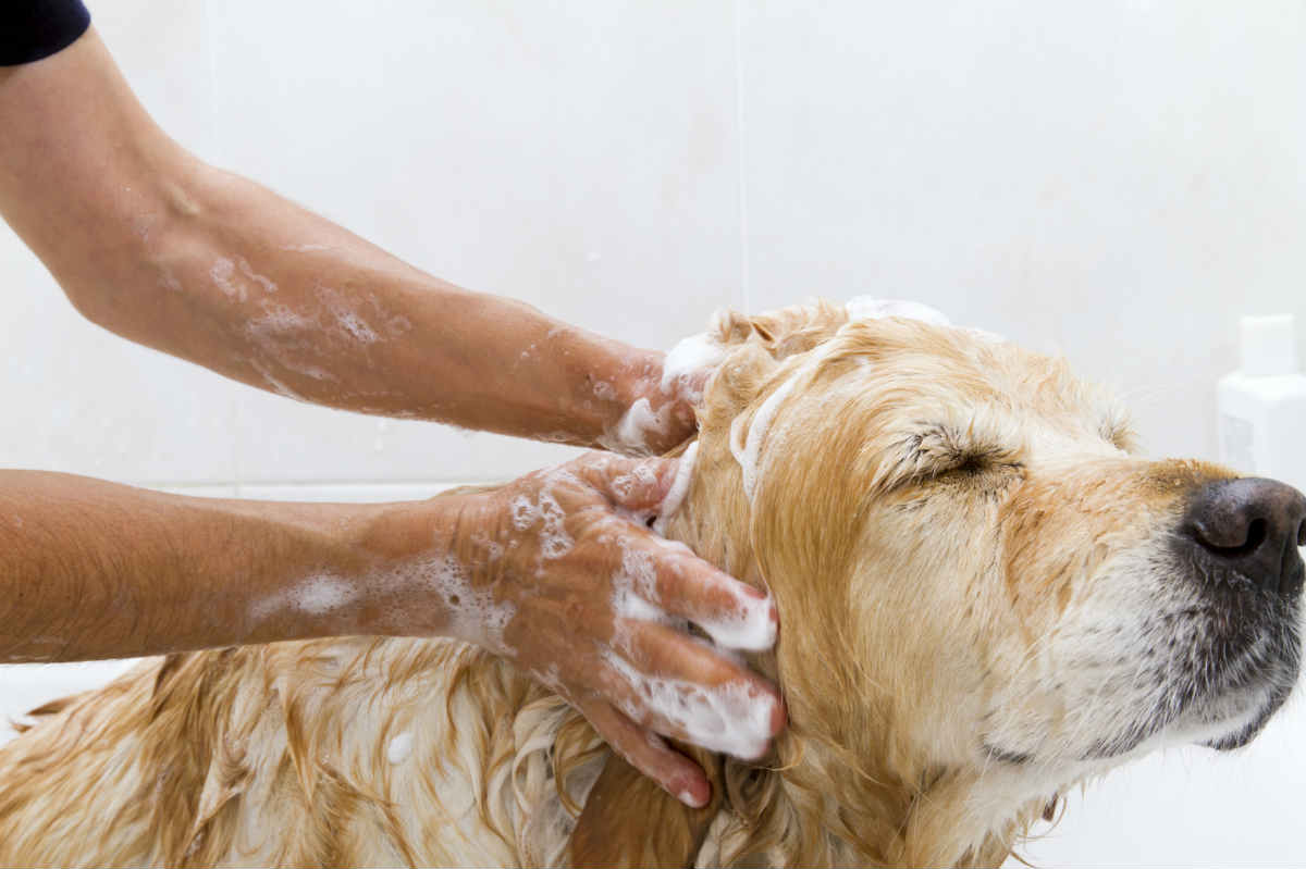 Dog getting a bath.