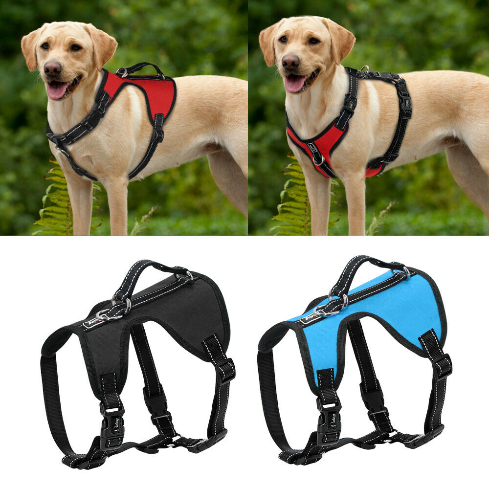 Dog harnesses.