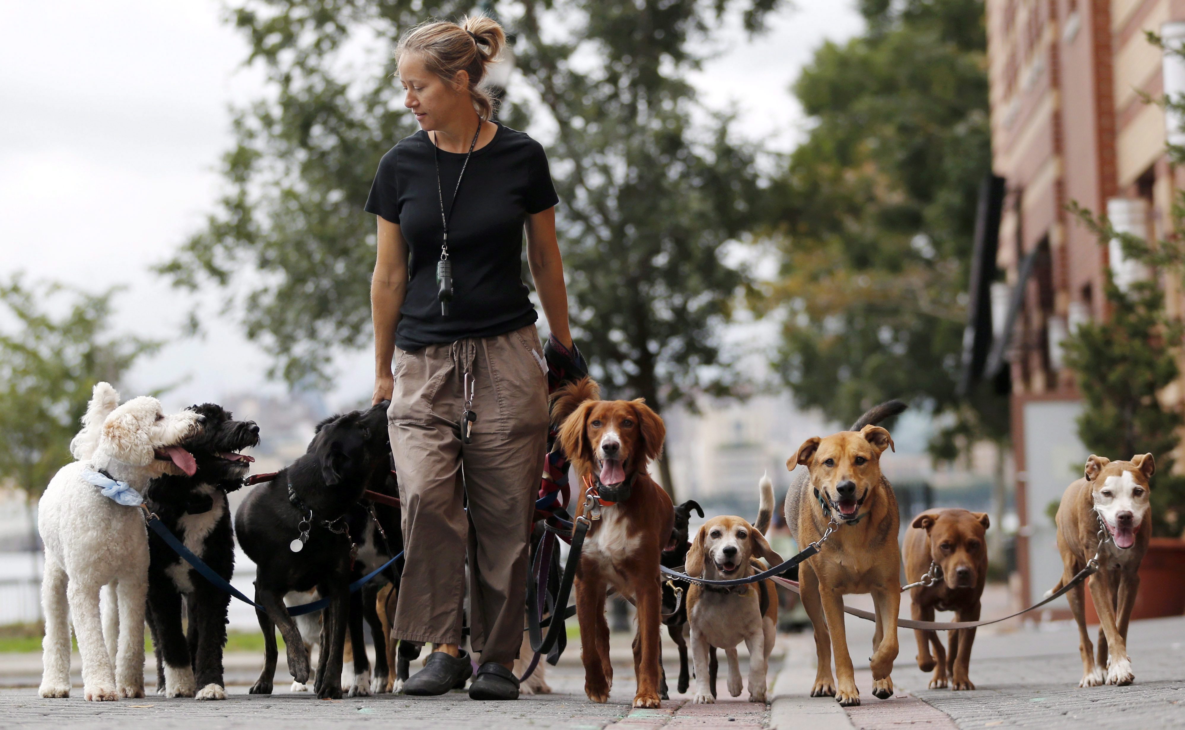 Obedient dogs being walked.